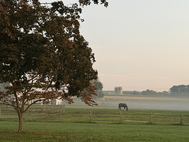 Horse grazing in a misty pasture at sunrise, silos in the distance
